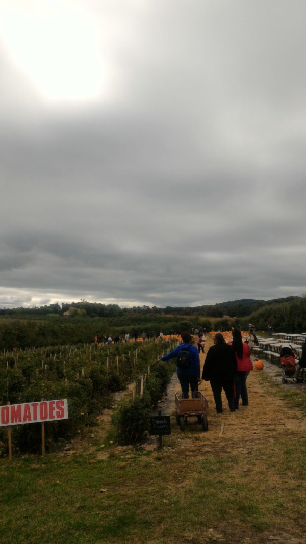 Weed Orchards & Winery