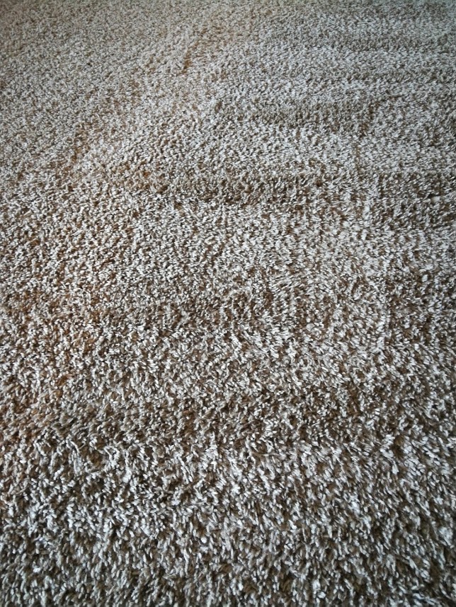 掃除後のカーペット