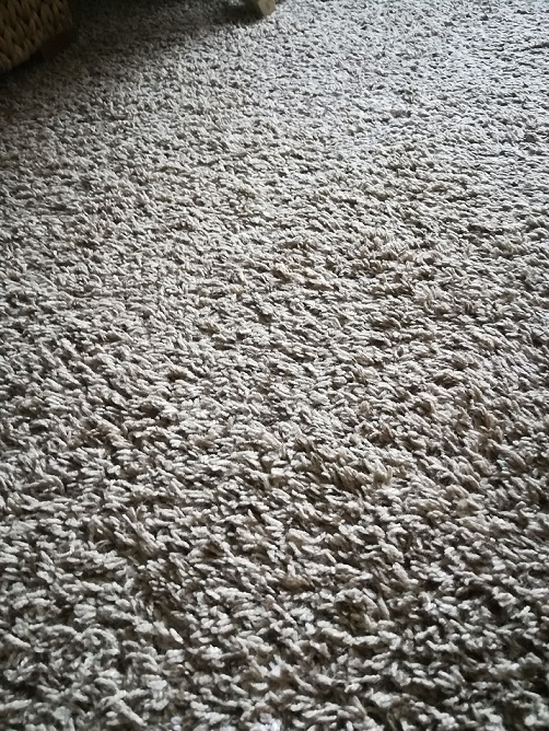 掃除前のカーペット