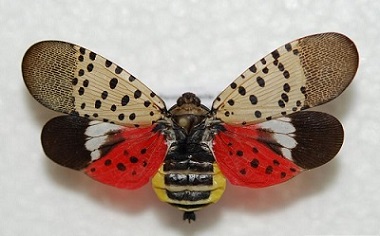 NY　state HPより　Spotted Lanternfly